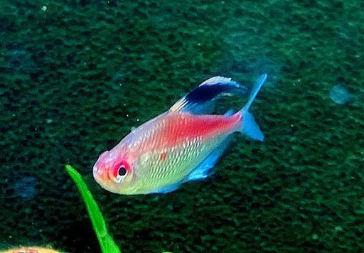Rotrücken-Kirschflecksalmler - Hyphessobrycon pyrrhonotus aqua-teck