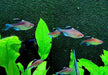 Rotrücken-Kirschflecksalmler - Hyphessobrycon pyrrhonotus aqua-teck