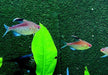 Rotrücken-Kirschflecksalmler - Hyphessobrycon pyrrhonotus aqua-teck