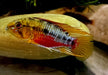 Rotstrich-Zwergbuntbarsch - Apistogramma hongsloi aqua-teck