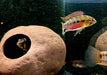 Rotstrich-Zwergbuntbarsch - Apistogramma hongsloi aqua-teck