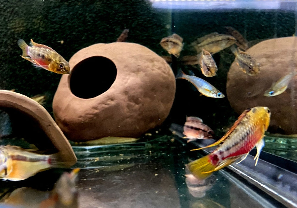 Rotstrich-Zwergbuntbarsch - Apistogramma hongsloi aqua-teck