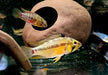 Rotstrich-Zwergbuntbarsch - Apistogramma hongsloi aqua-teck