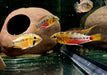 Rotstrich-Zwergbuntbarsch - Apistogramma hongsloi aqua-teck