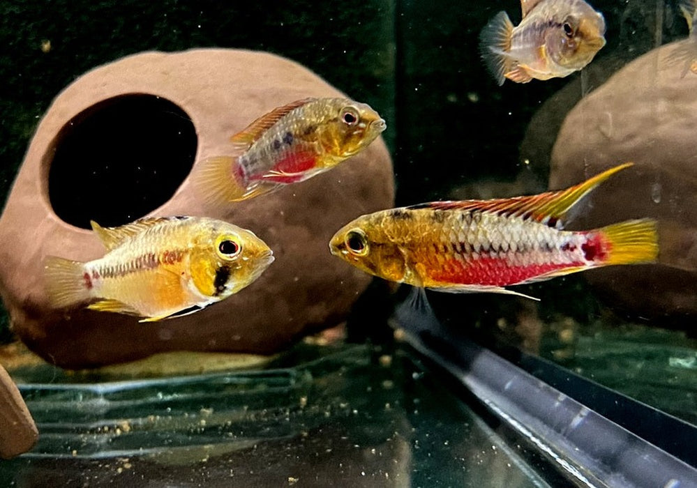 Rotstrich-Zwergbuntbarsch - Apistogramma hongsloi aqua-teck