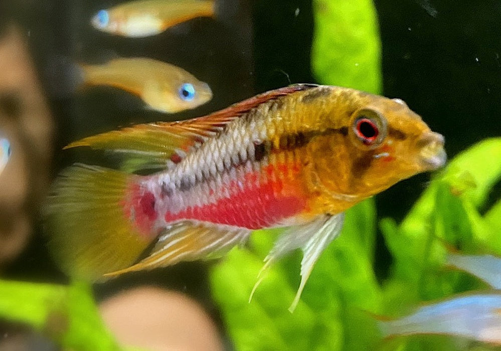 Rotstrich-Zwergbuntbarsch - Apistogramma hongsloi aqua-teck