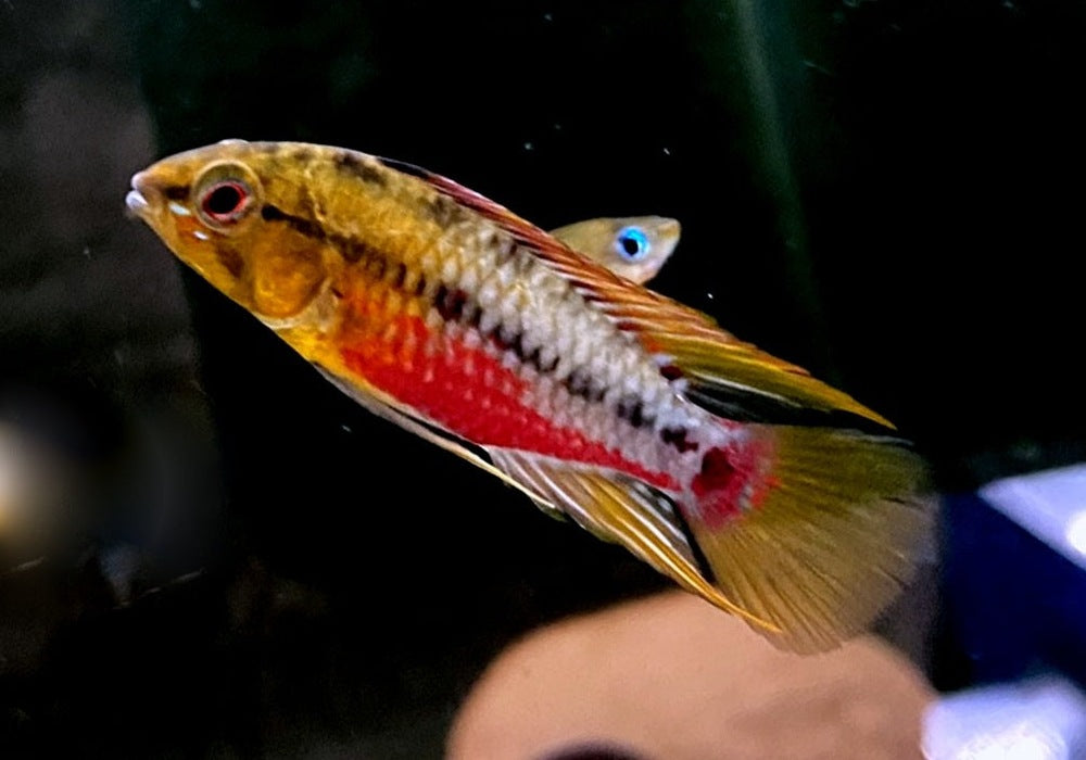 Rotstrich-Zwergbuntbarsch - Apistogramma hongsloi aqua-teck