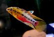 Rotstrich-Zwergbuntbarsch - Apistogramma hongsloi aqua-teck