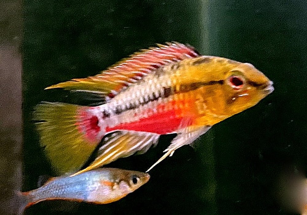 Rotstrich-Zwergbuntbarsch - Apistogramma hongsloi aqua-teck