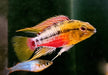 Rotstrich-Zwergbuntbarsch - Apistogramma hongsloi aqua-teck