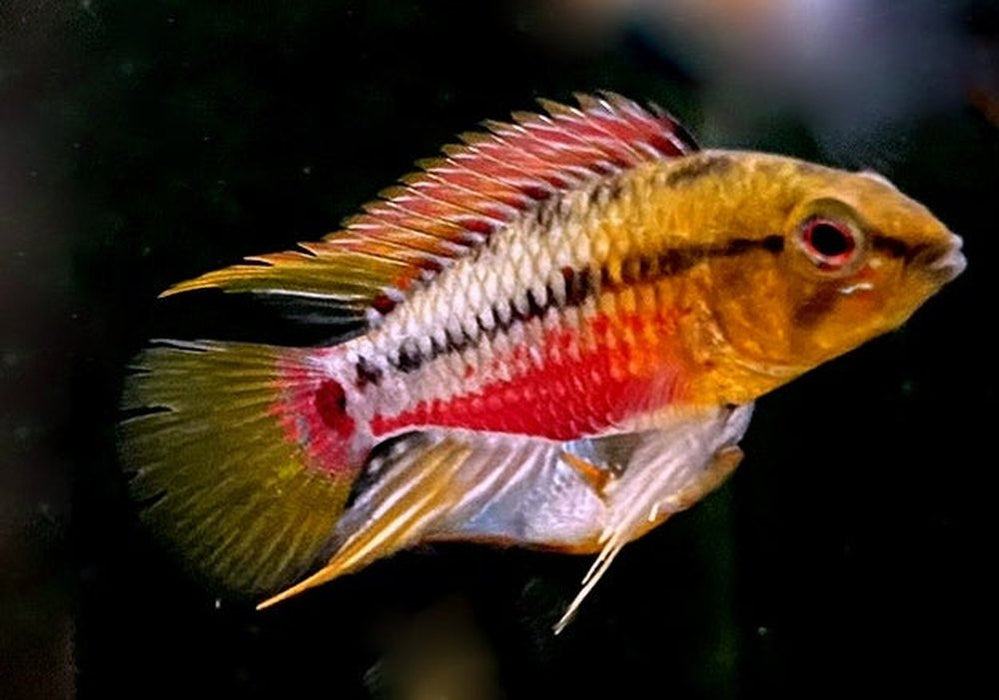 Rotstrich-Zwergbuntbarsch - Apistogramma hongsloi aqua-teck