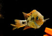 Sajica-Buntbarsch - Cryptoheros sajica aqua-teck