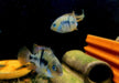 Sajica-Buntbarsch - Cryptoheros sajica aqua-teck