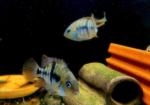 Sajica-Buntbarsch - Cryptoheros sajica aqua-teck