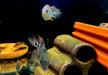 Sajica-Buntbarsch - Cryptoheros sajica aqua-teck