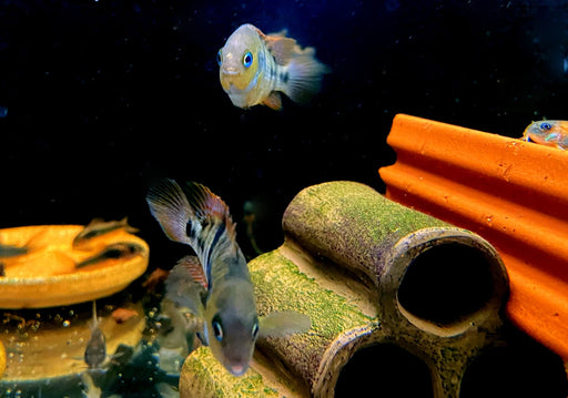Sajica-Buntbarsch - Cryptoheros sajica aqua-teck
