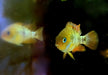 Sajica-Buntbarsch - Cryptoheros sajica aqua-teck