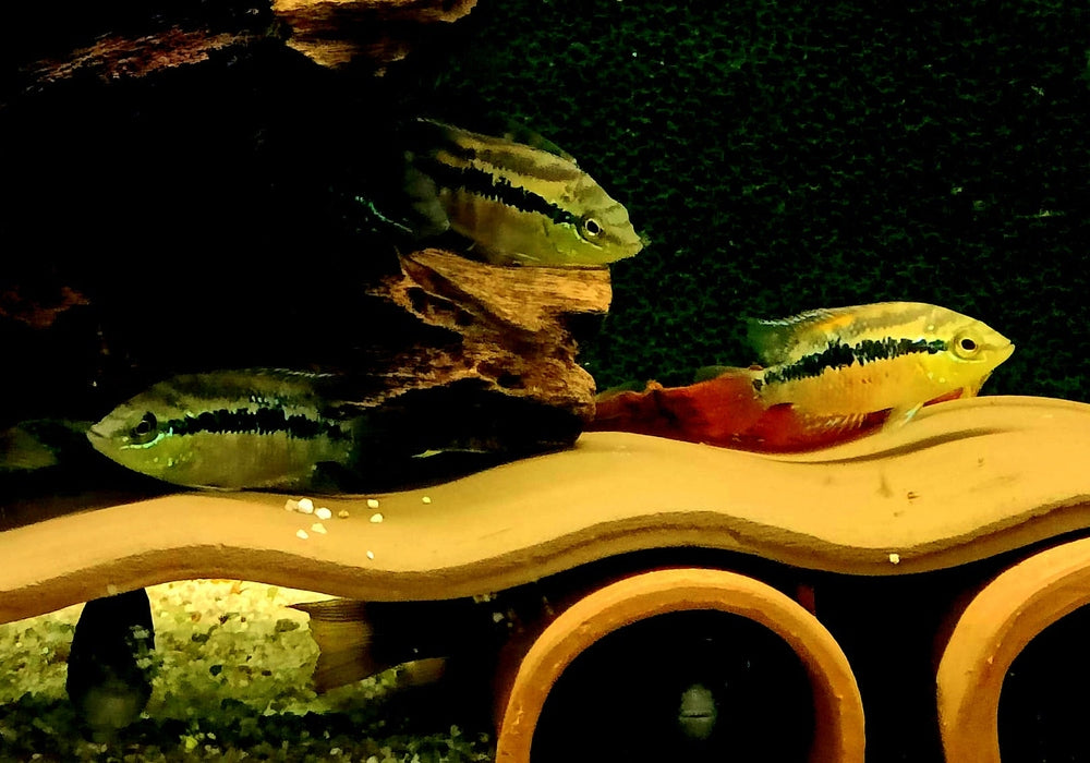 Salvins Buntbarsch - Cichlasoma salvini aqua-teck