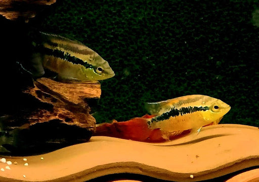 Salvins Buntbarsch L - Cichlasoma salvini aqua-teck