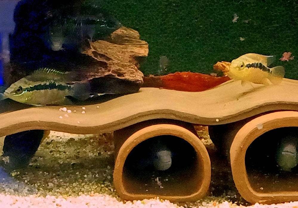 Salvins Buntbarsch - Cichlasoma salvini aqua-teck