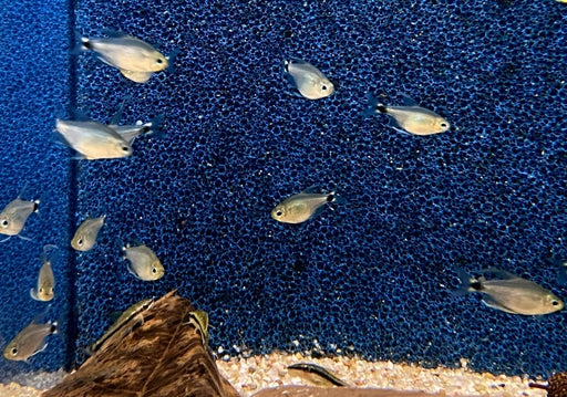 Schilfsalmler - Hyphessobrycon elachys aqua-teck