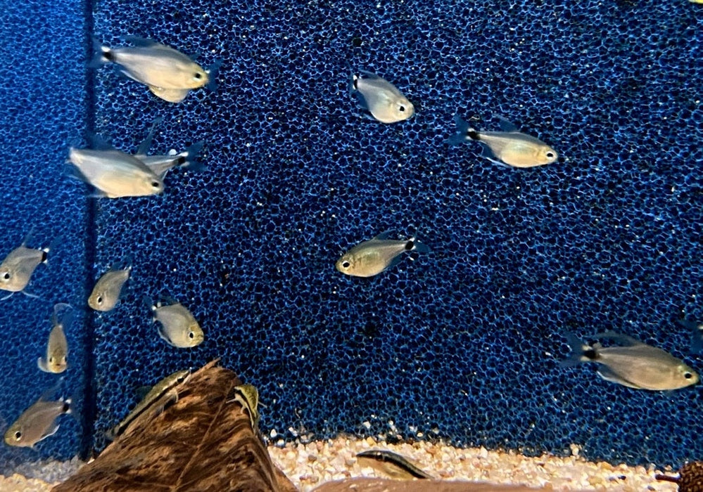 Schilfsalmler - Hyphessobrycon elachys aqua-teck