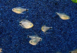 Schilfsalmler - Hyphessobrycon elachys aqua-teck