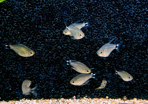 Schilfsalmler - Hyphessobrycon elachys aqua-teck