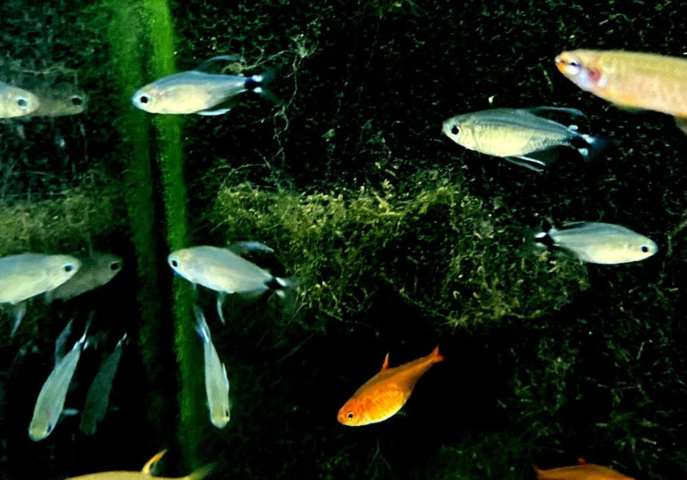 Schilfsalmler - Hyphessobrycon elachys aqua-teck