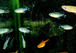 Schilfsalmler - Hyphessobrycon elachys aqua-teck
