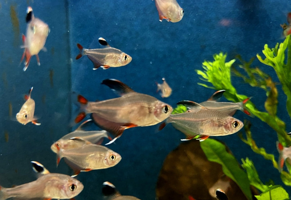 Schmucksalmler - Hyphessobrycon bentosi aqua-teck