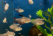 Schmucksalmler - Hyphessobrycon bentosi aqua-teck
