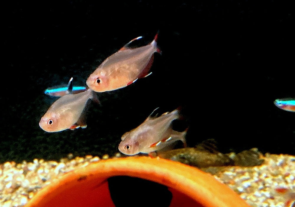 Schmucksalmler - Hyphessobrycon bentosi aqua-teck