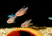 Schmucksalmler - Hyphessobrycon bentosi aqua-teck