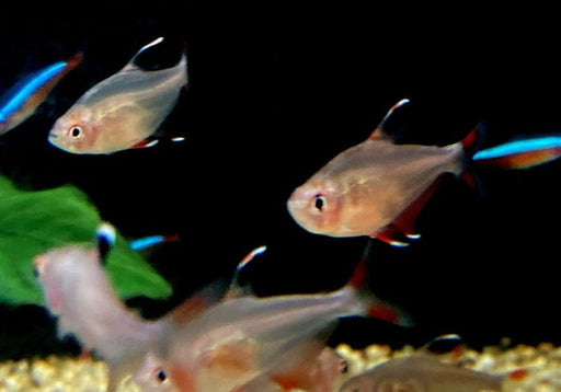 Schmucksalmler - Hyphessobrycon bentosi aqua-teck