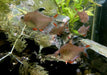 Schmucksalmler - Hyphessobrycon bentosi aqua-teck