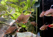 Schmucksalmler - Hyphessobrycon bentosi aqua-teck