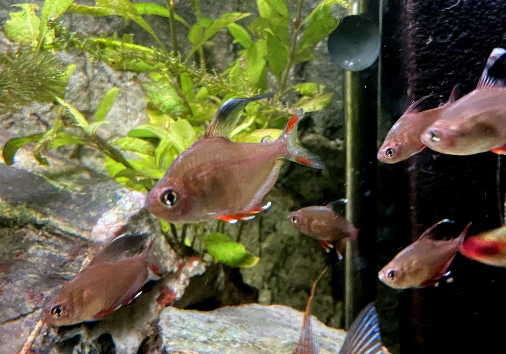 Schmucksalmler - Hyphessobrycon bentosi aqua-teck