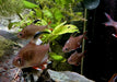 Schmucksalmler - Hyphessobrycon bentosi aqua-teck
