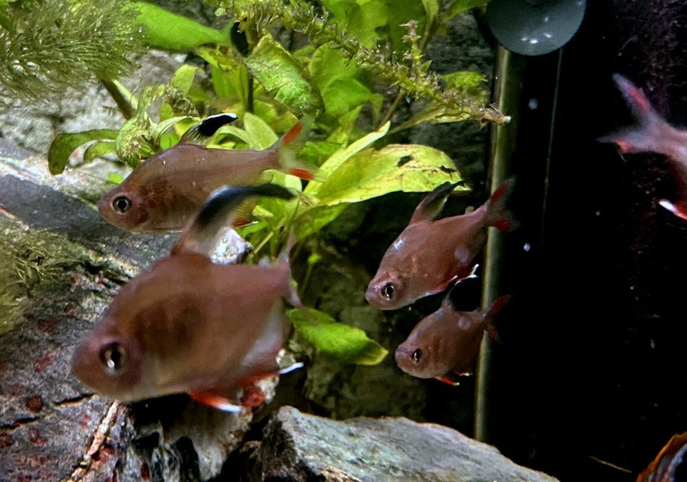 Schmucksalmler - Hyphessobrycon bentosi aqua-teck