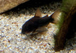 Schwarzer Panzerwels "Venezuela black" / "Schultzei black" aqua-teck