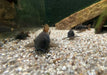 Schwarzer Panzerwels "Venezuela black" / "Schultzei black" aqua-teck