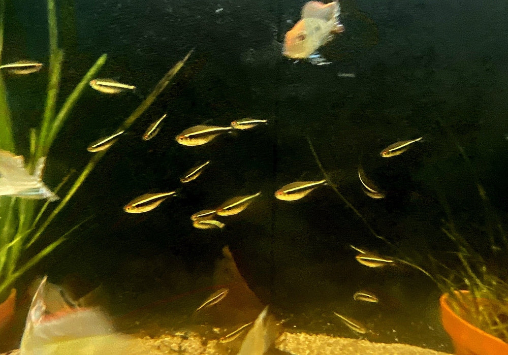 Schwarzer Neon - Hyphessobrycon herbertaxelrodi aqua-teck
