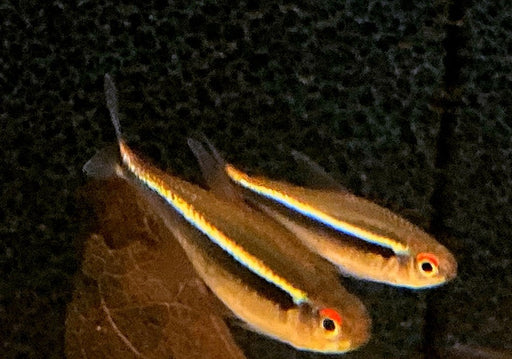 Schwarzer Neon - Hyphessobrycon herbertaxelrodi aqua-teck