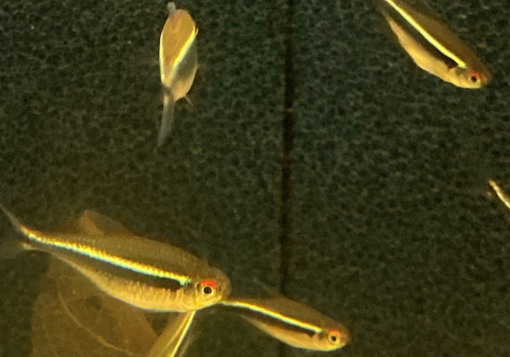 Schwarzer Neon - Hyphessobrycon herbertaxelrodi aqua-teck