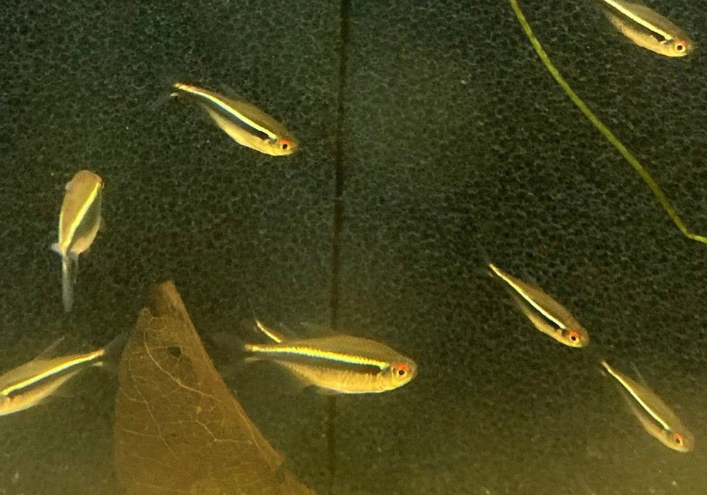 Schwarzer Neon - Hyphessobrycon herbertaxelrodi aqua-teck