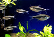 Schwarzer Neon - Hyphessobrycon herbertaxelrodi aqua-teck