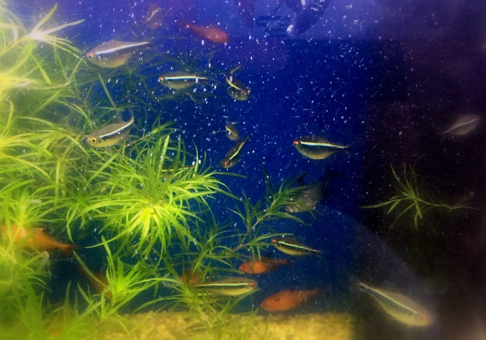 Schwarzer Neon - Hyphessobrycon herbertaxelrodi aqua-teck