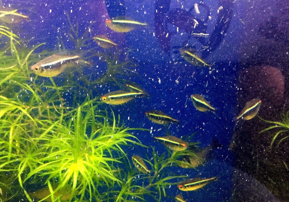 Schwarzer Neon - Hyphessobrycon herbertaxelrodi aqua-teck