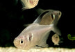Schwarzer Phantomsalmler - Hyphessobrycon megalopterus aqua-teck
